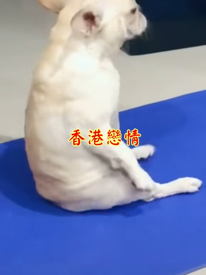 @雞不叫也天亮