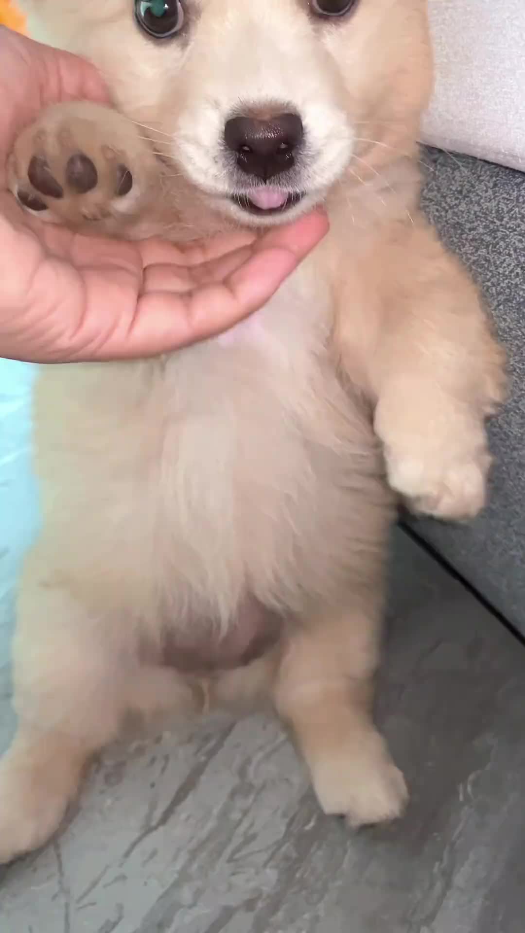 @MeowWoofMoments