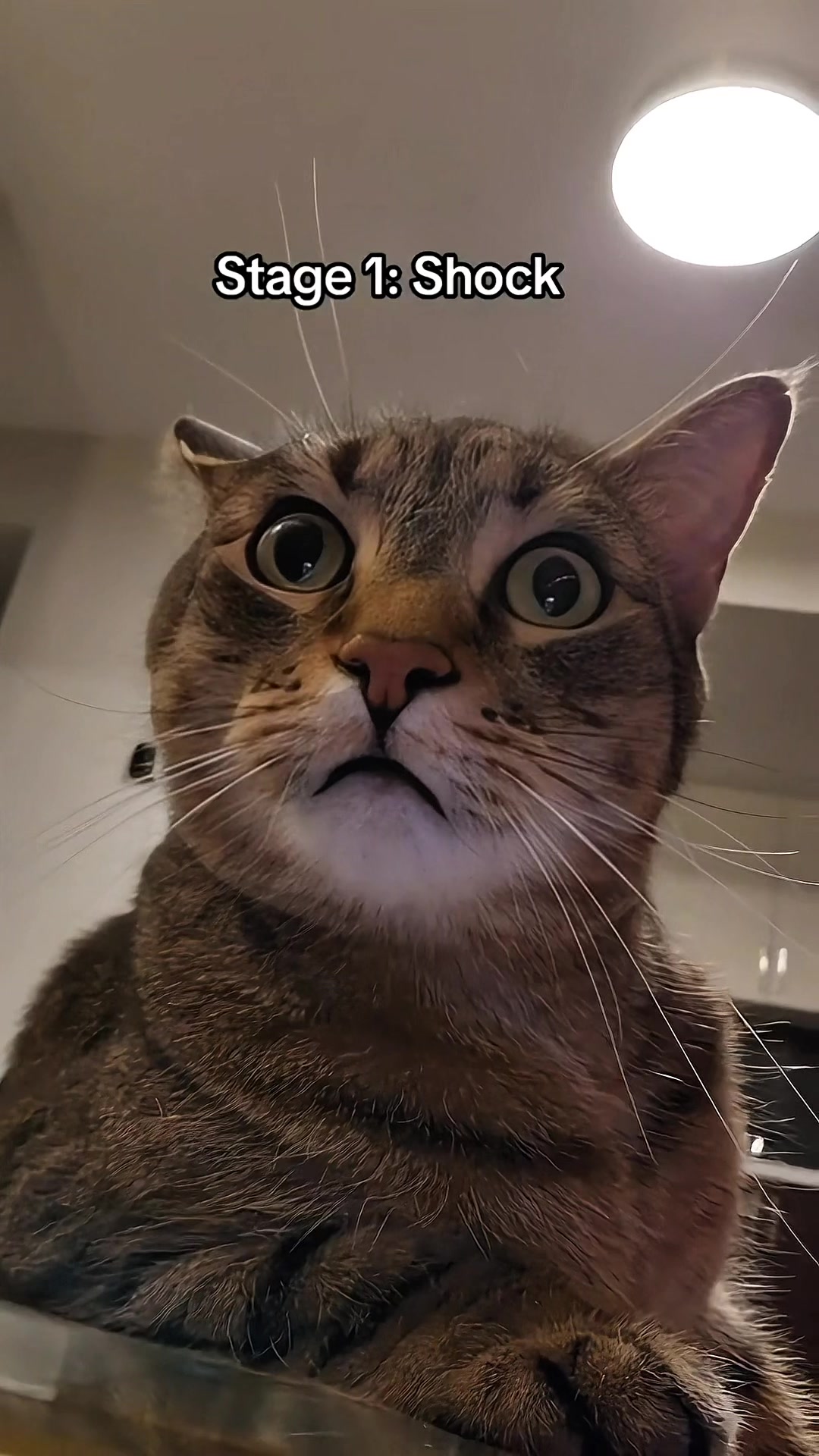 @Three Nawty Cats