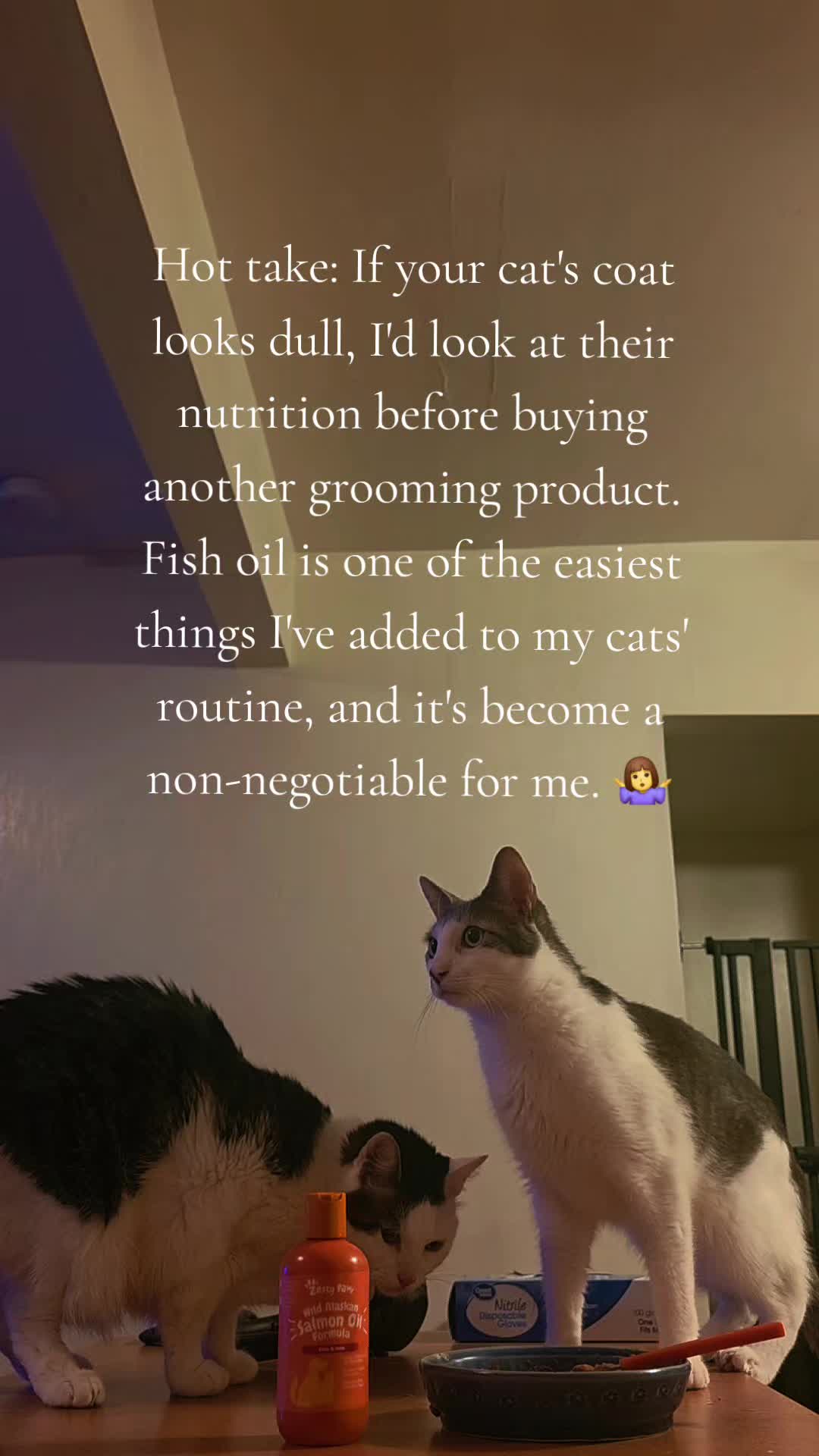 @TheCommonKitties 🐾