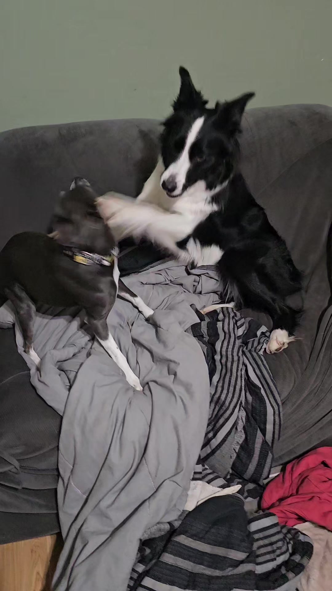 @Zedthebordercollie🇨🇦