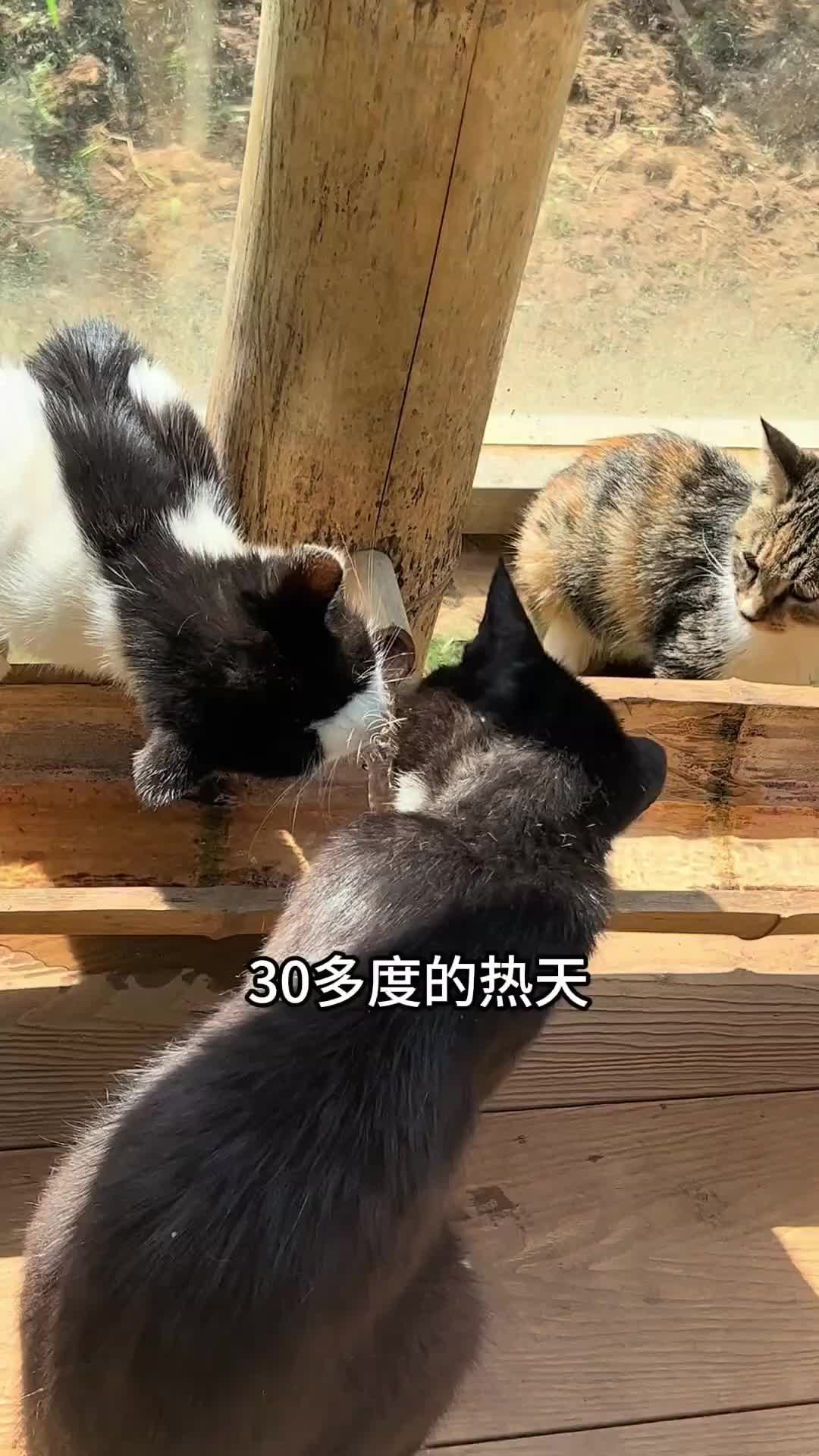 @小可爱猫猫们