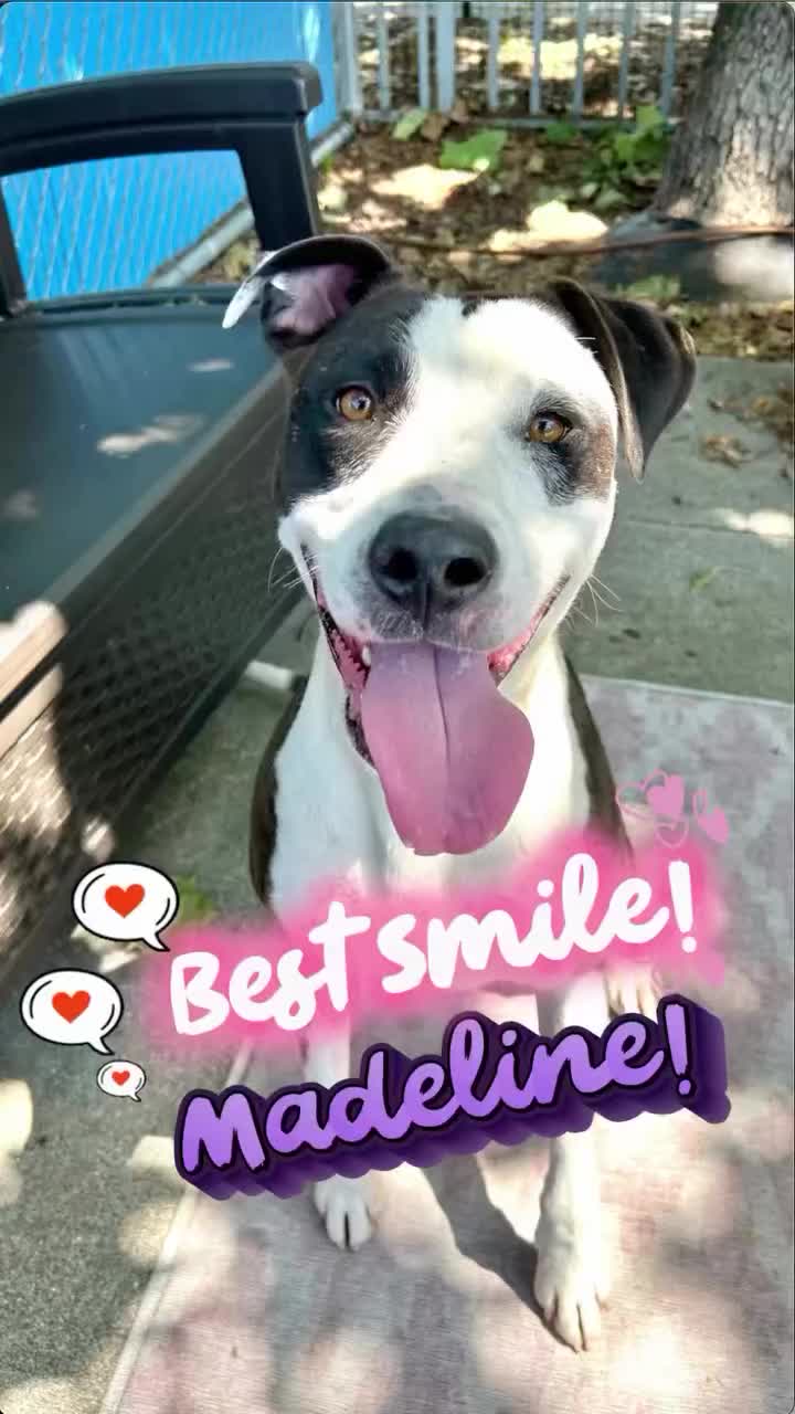 @Oakland Animal Services