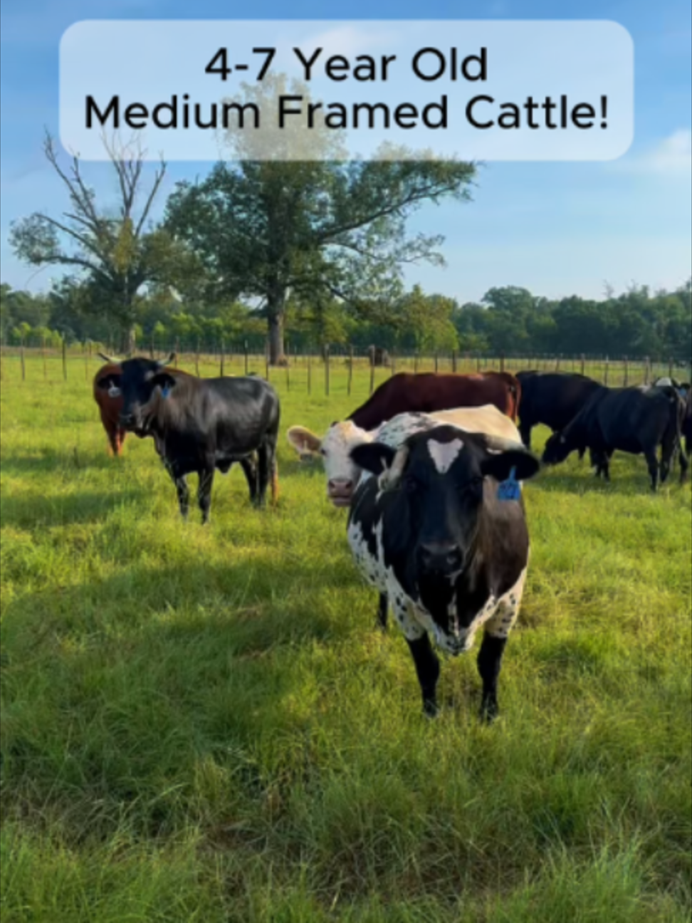 @Rutherford Land and Cattle