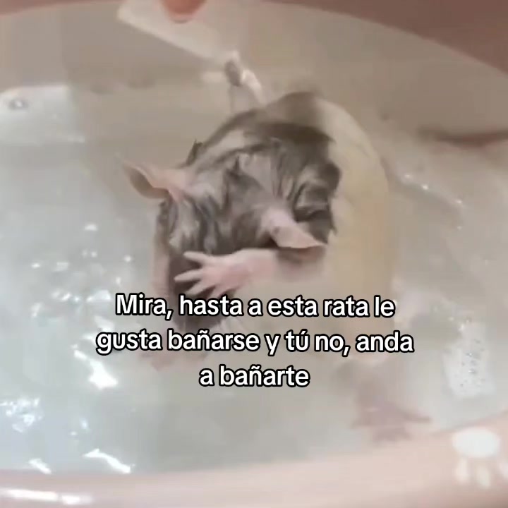 @goodvibessxd
