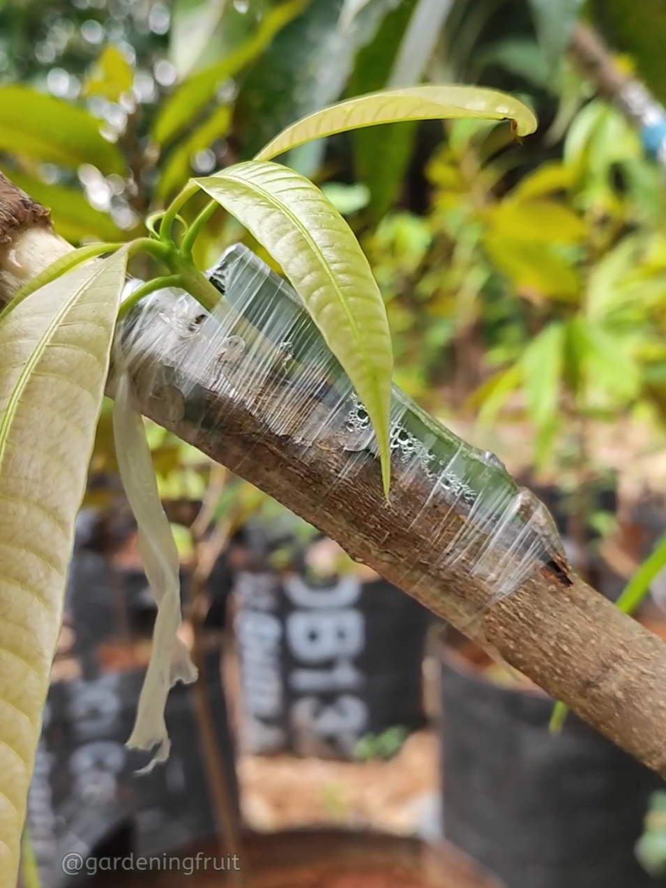 @GardeningFruits