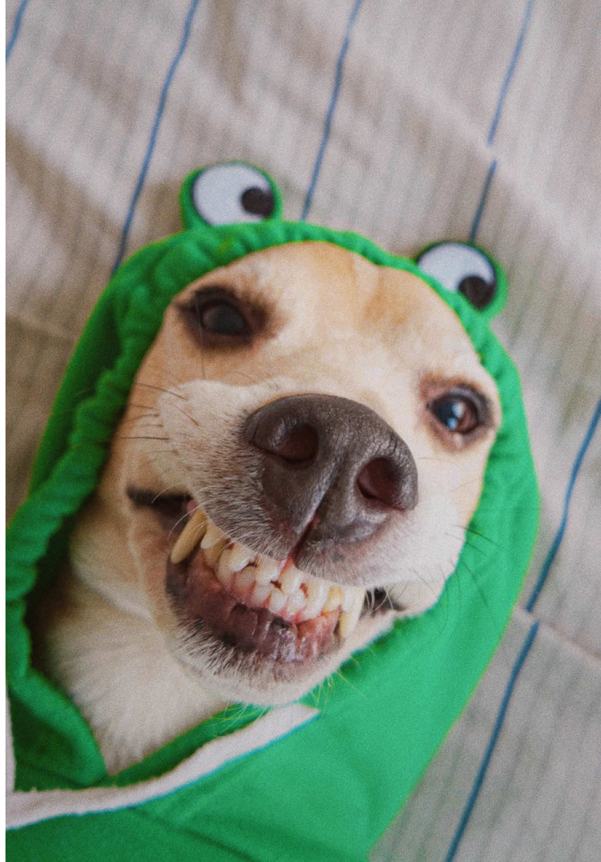 @Jake el perro