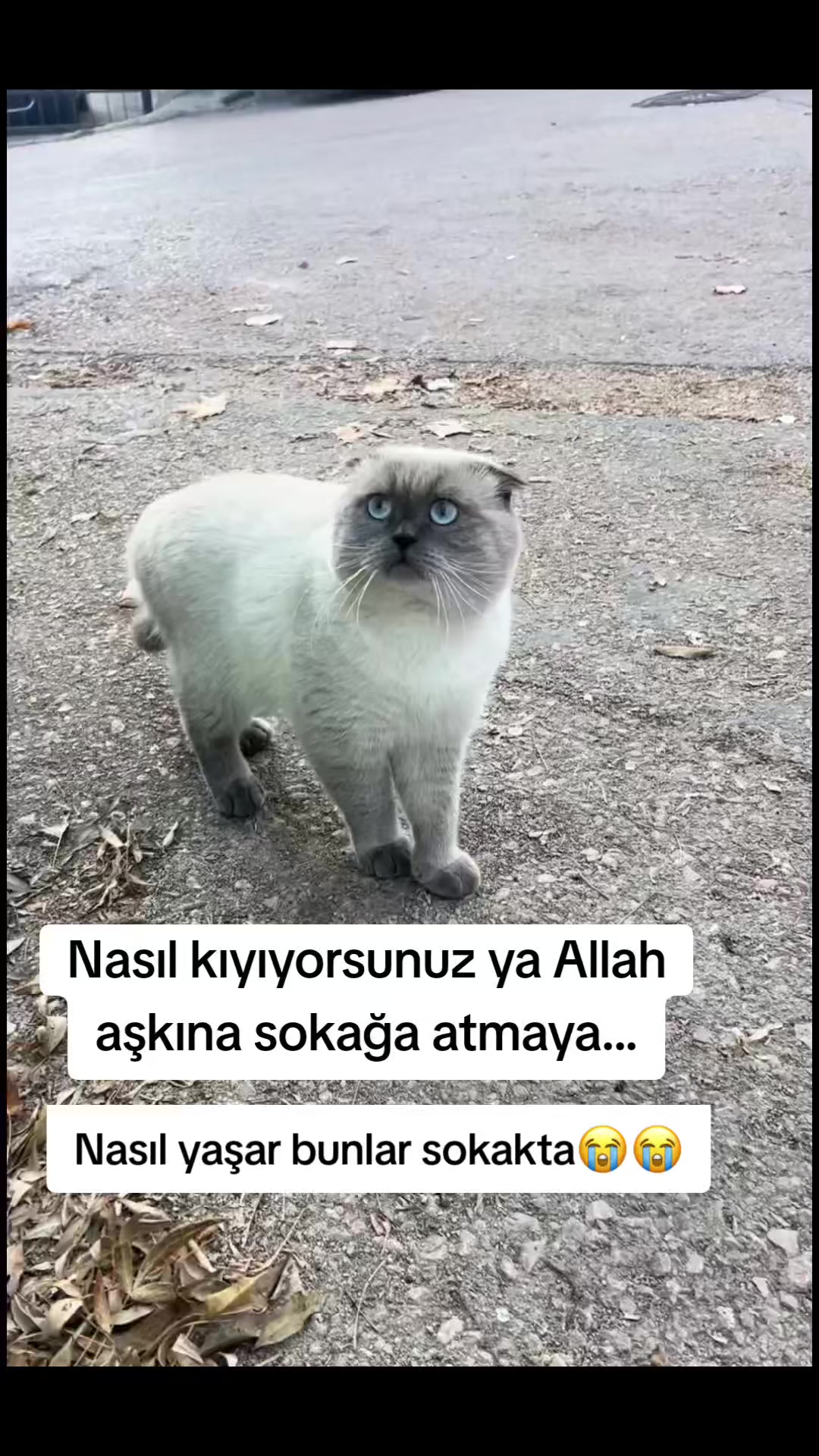 @MUSTAFA38