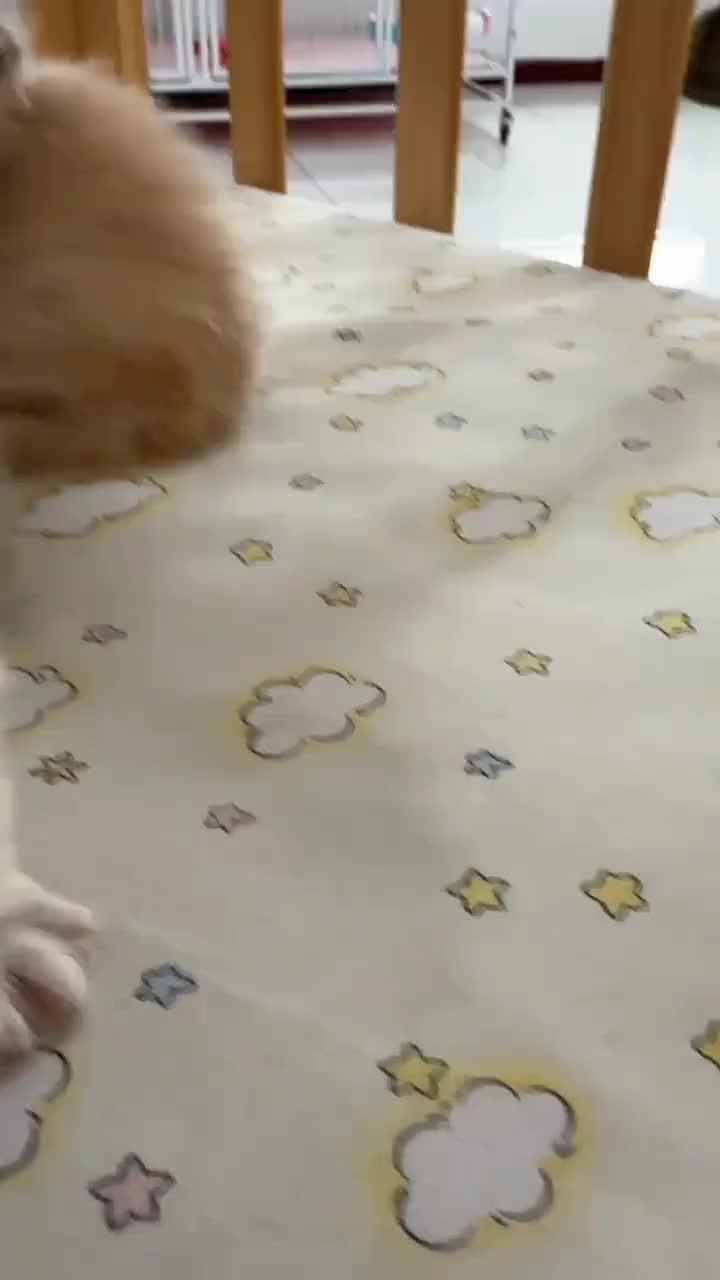 @CutekittenClub