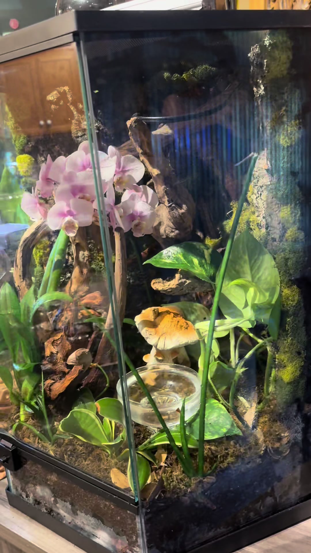 @JuliesSanctuary