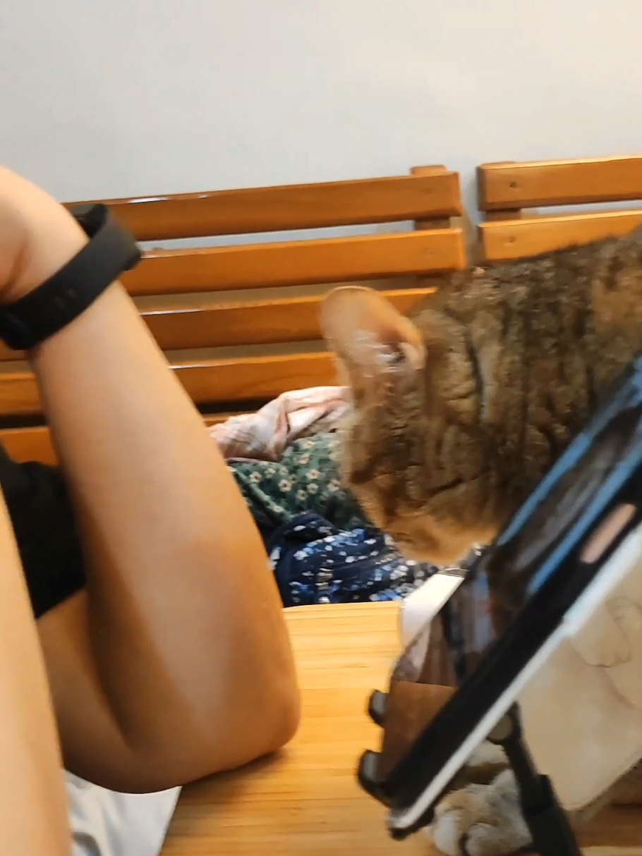 @三貓老爹