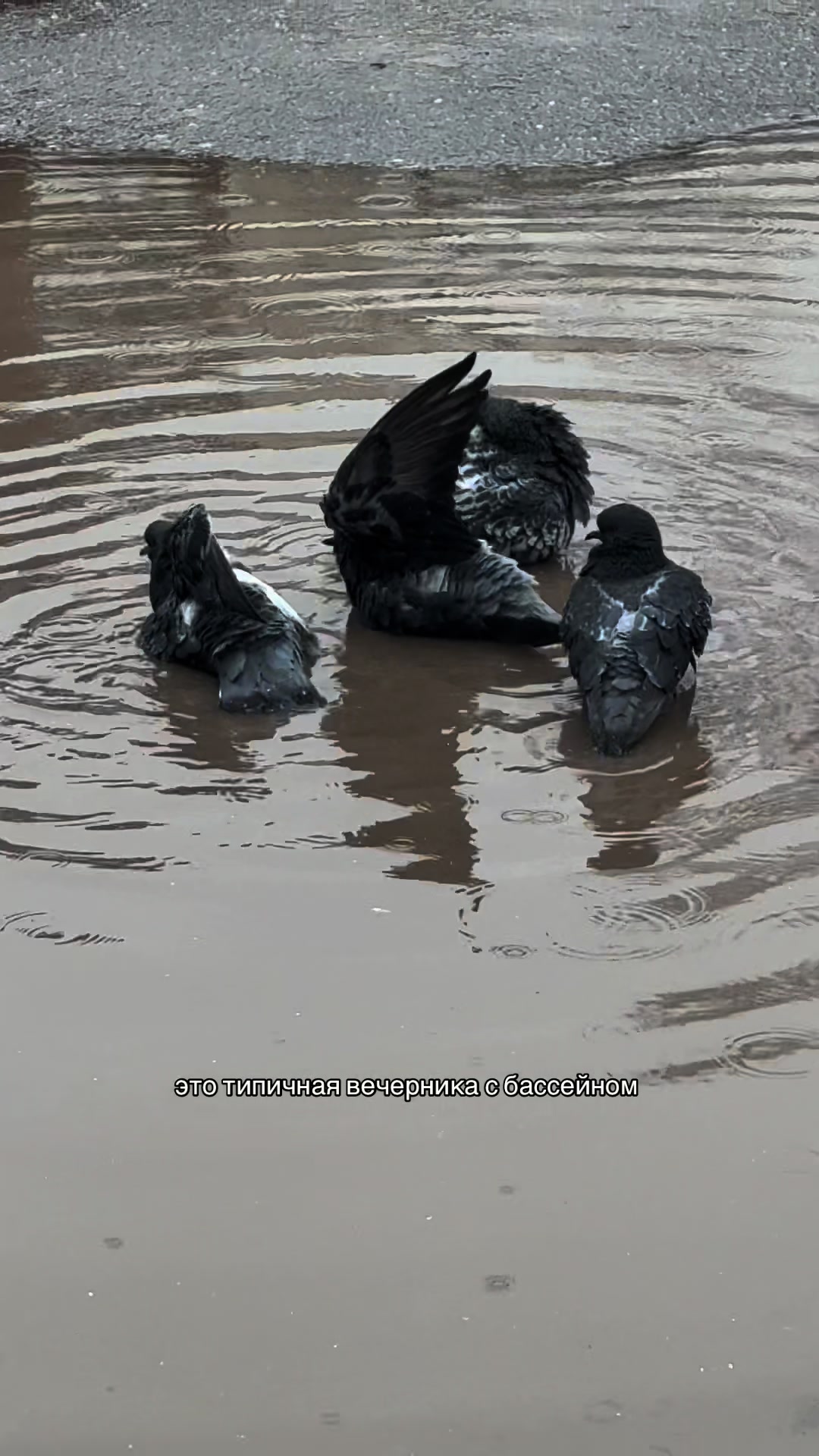 @⋆˚✰ даша майерс ✰ ˎˊ˗