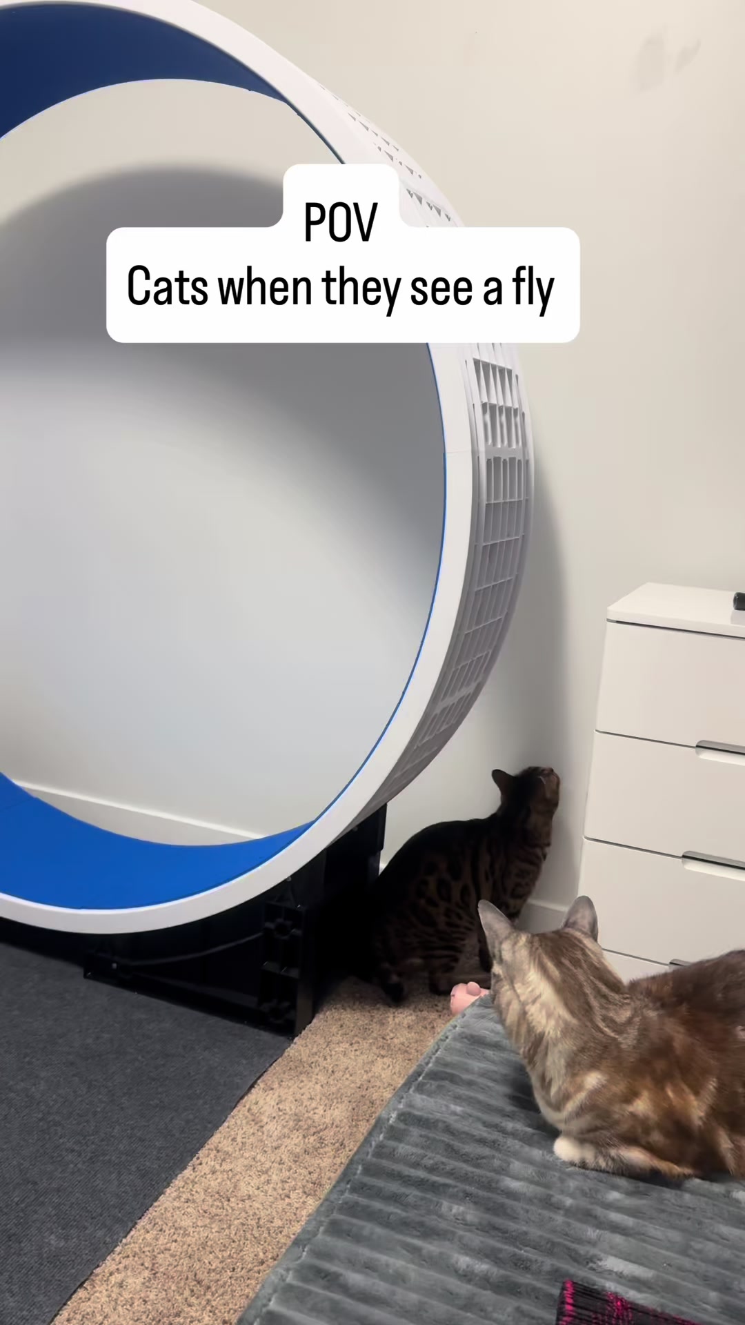 @Three Nawty Cats