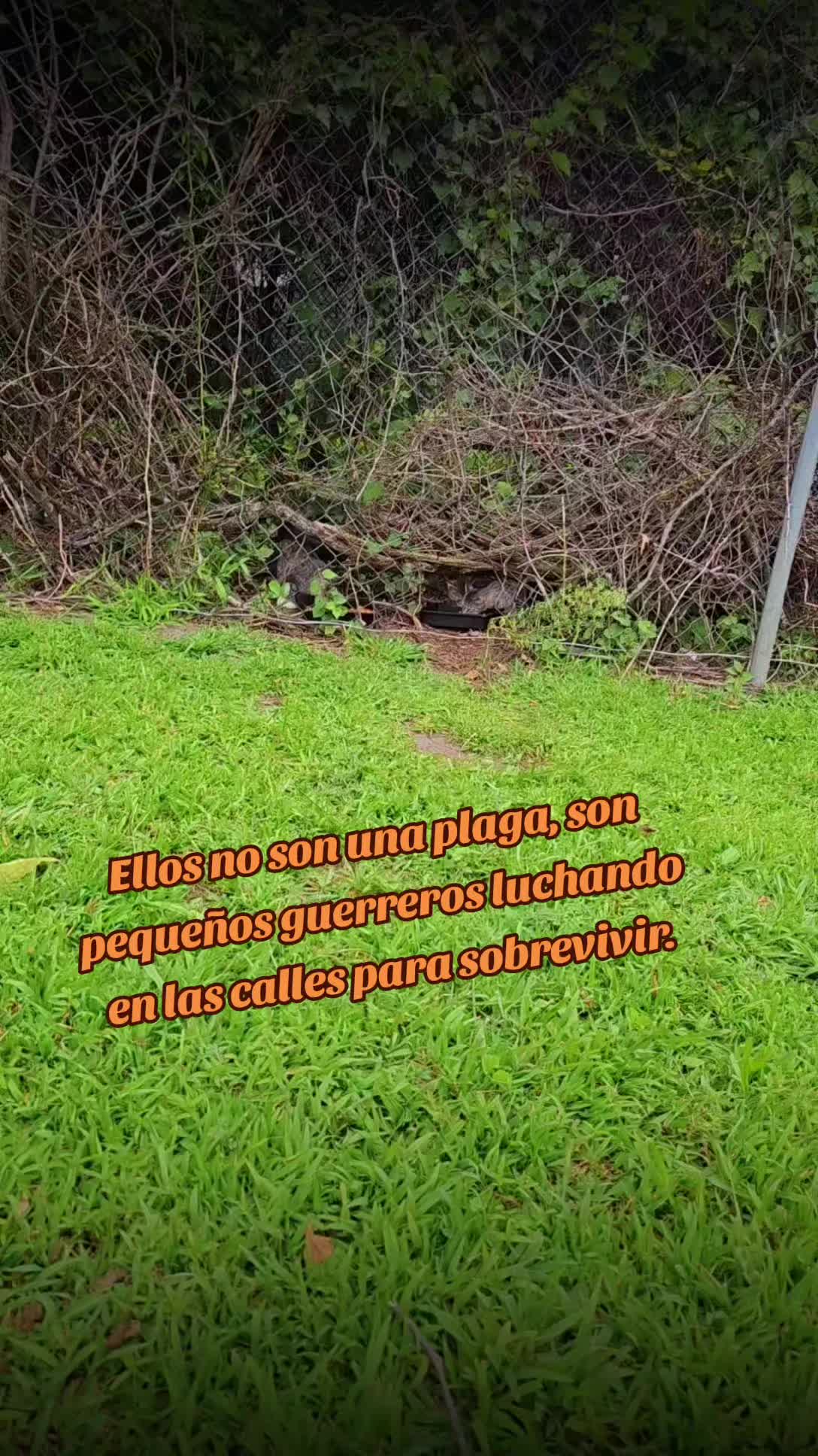@🇲🇽Guli.Carrada 🐈&zwj;⬛