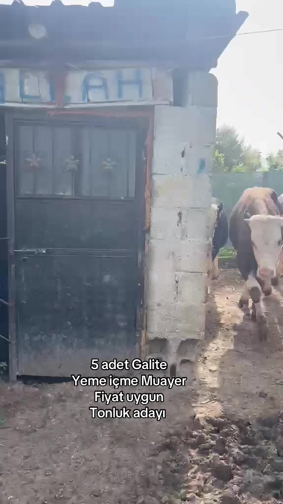 @Güven897