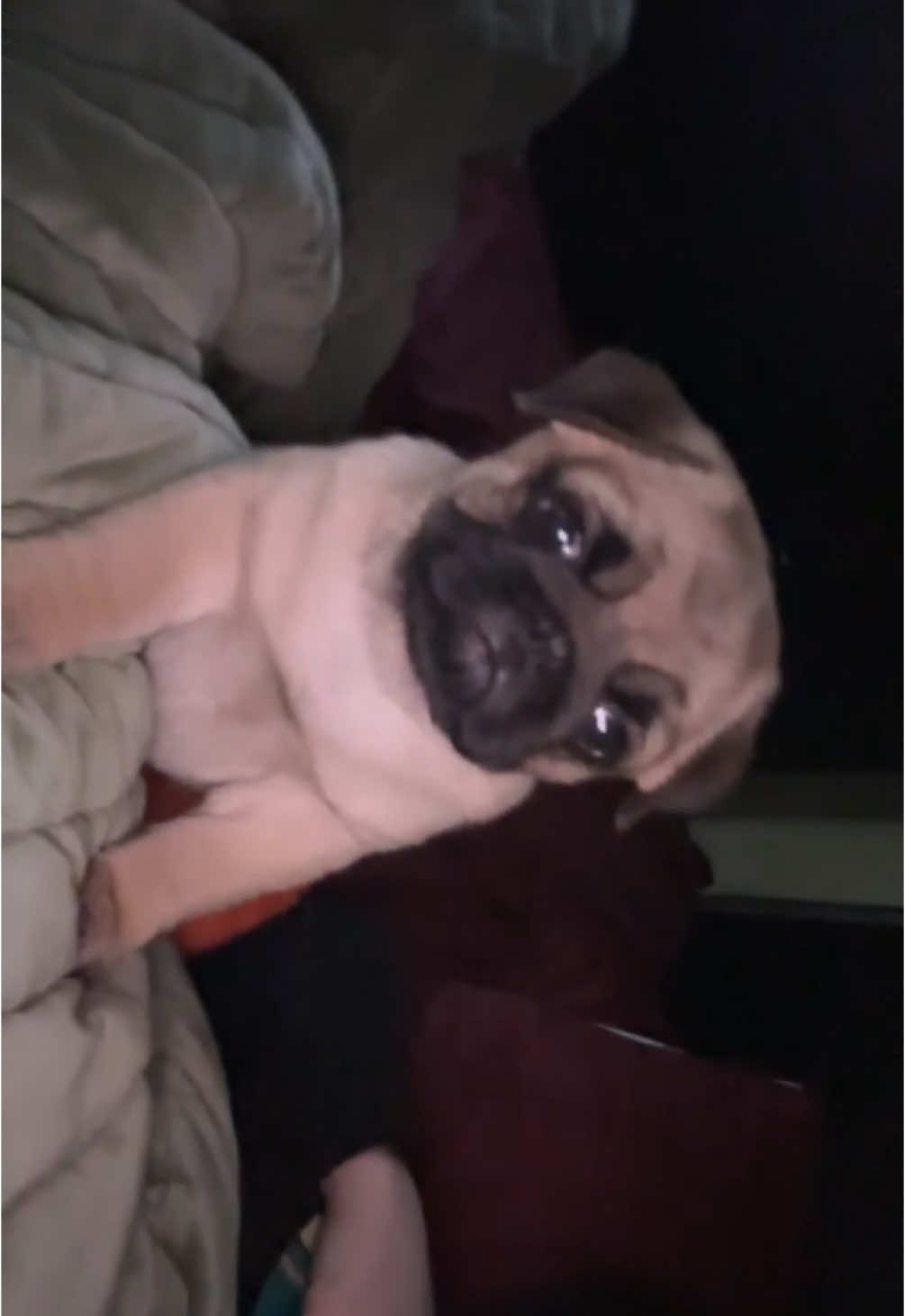 @thewinterpug