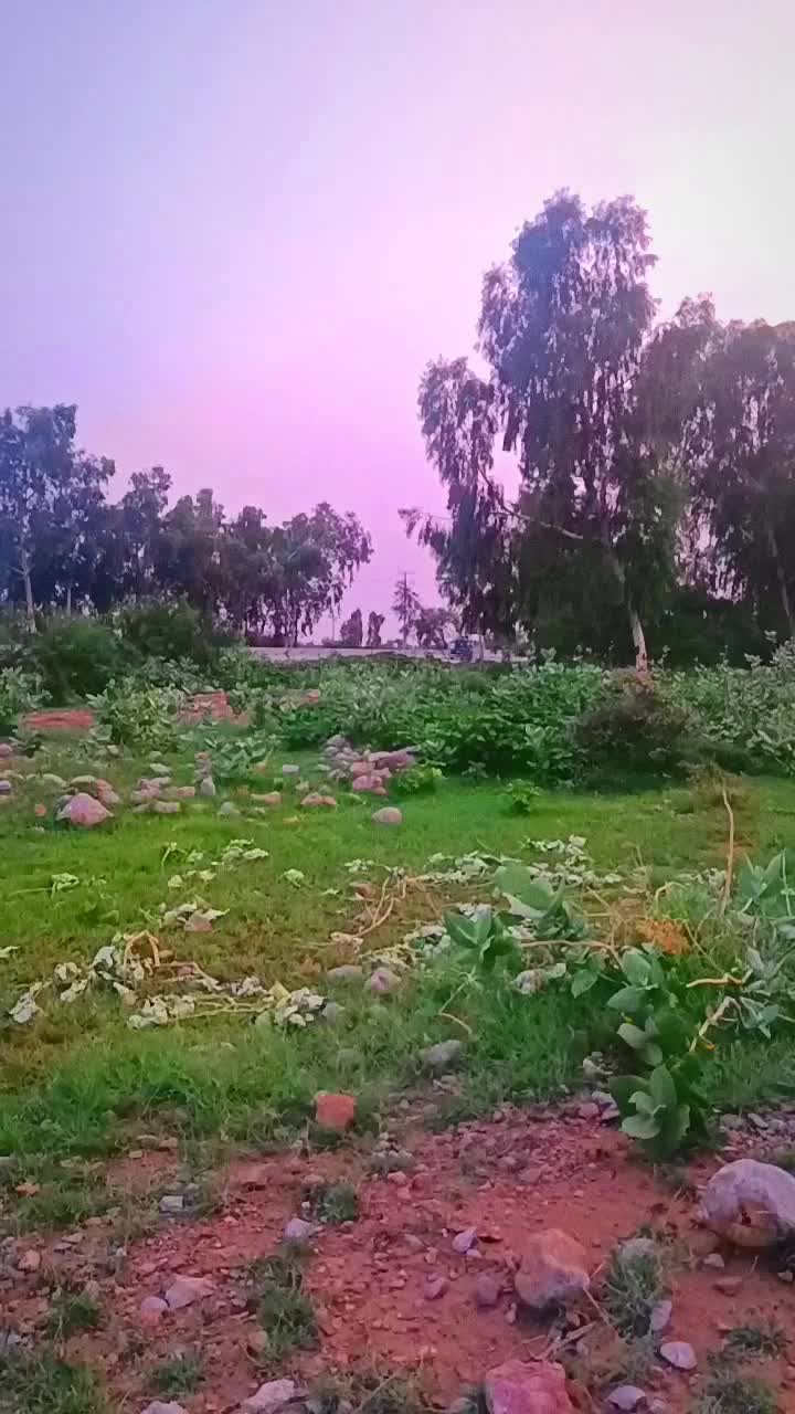 @Nayab Jani