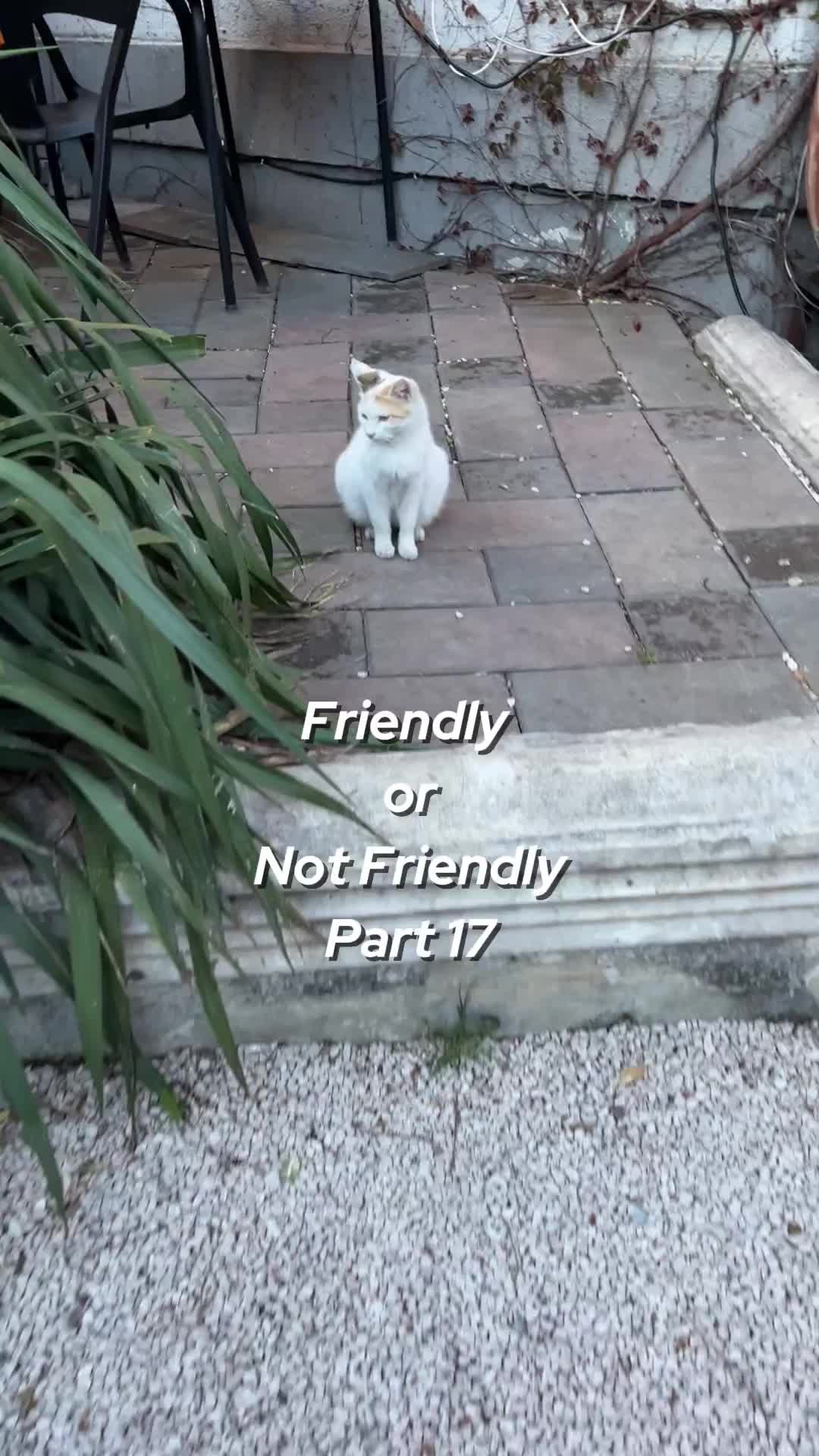 @ElkoyCats