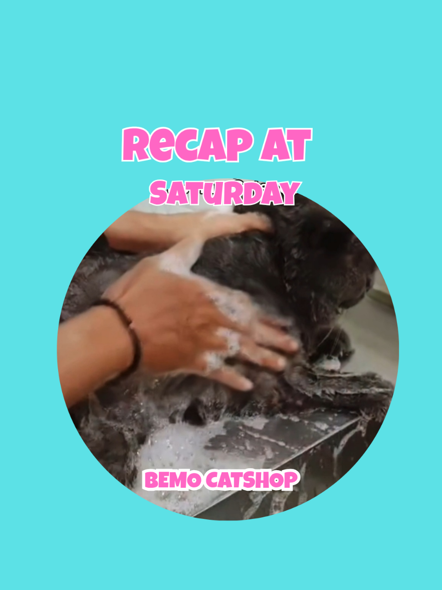 @Bemo Catshop
