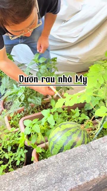 @My Oda 🇻🇳🇯🇵