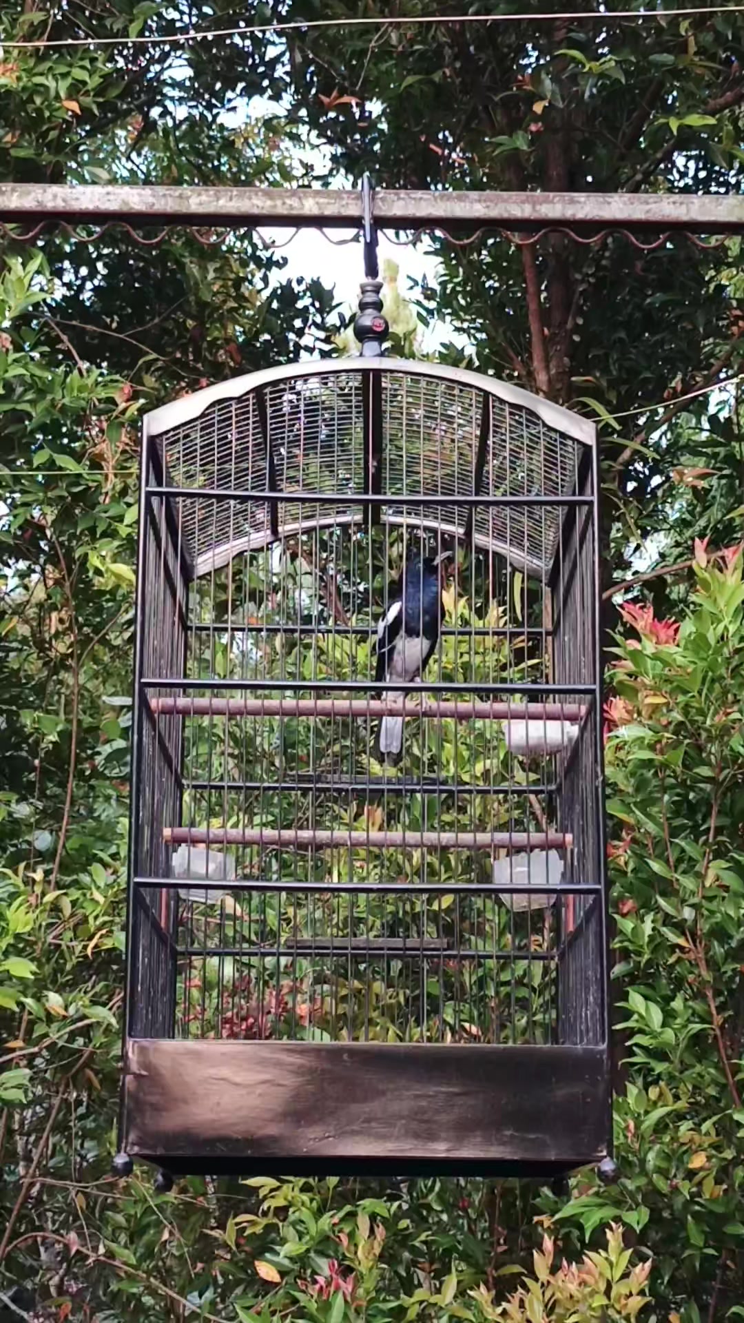 @Emperium Birds