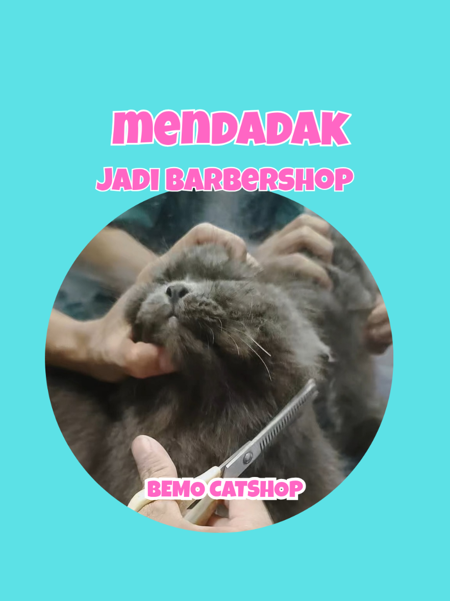 @Bemo Catshop