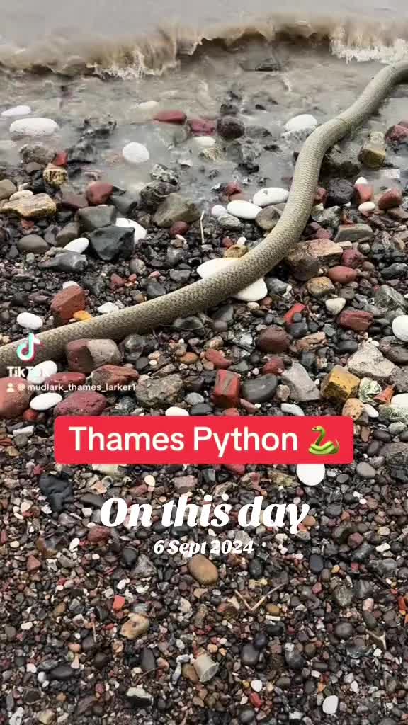 @Alan London Mudlark 🪣