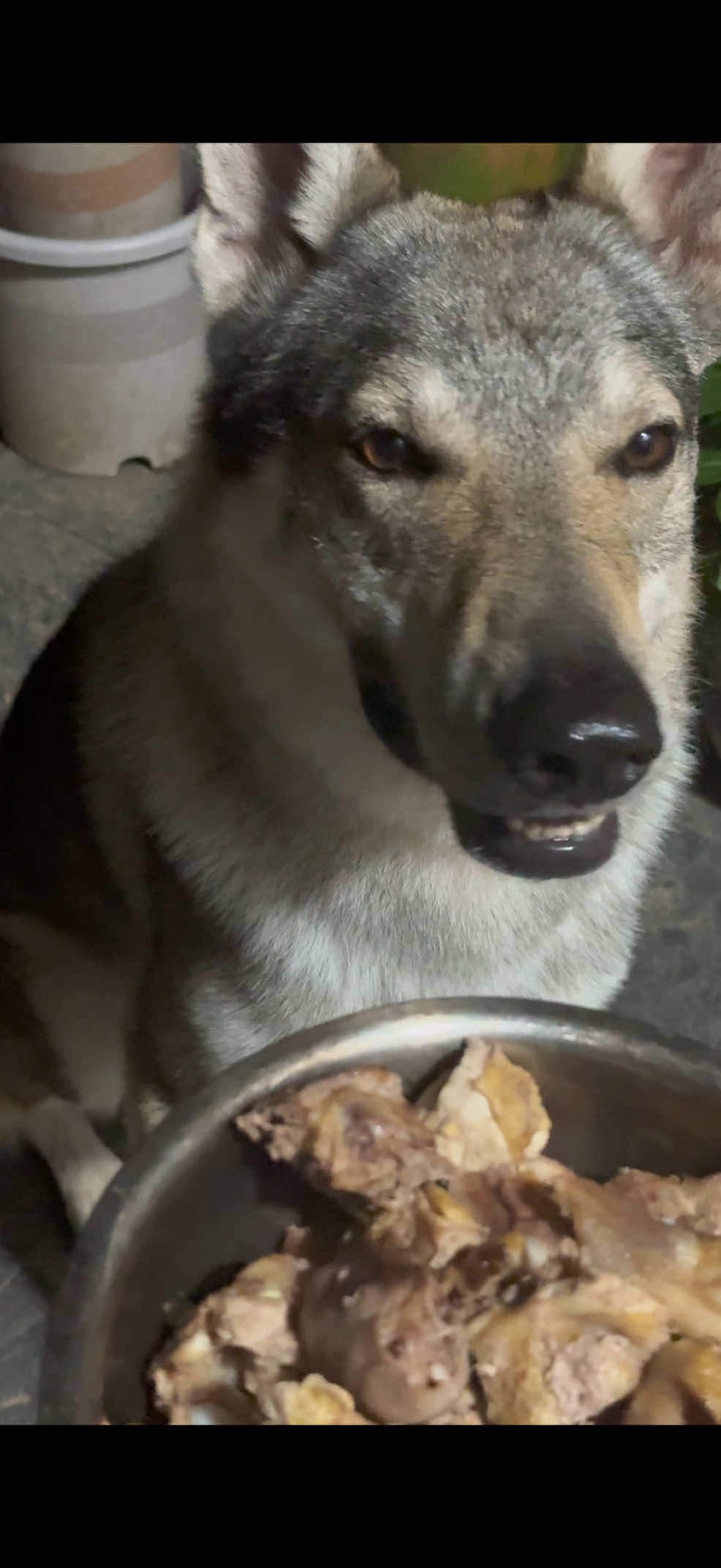 @Life With Echo 🐺