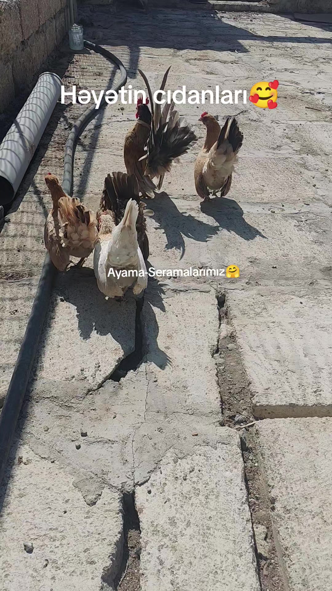 @MAŞTAĞA_QUŞCULUĞ