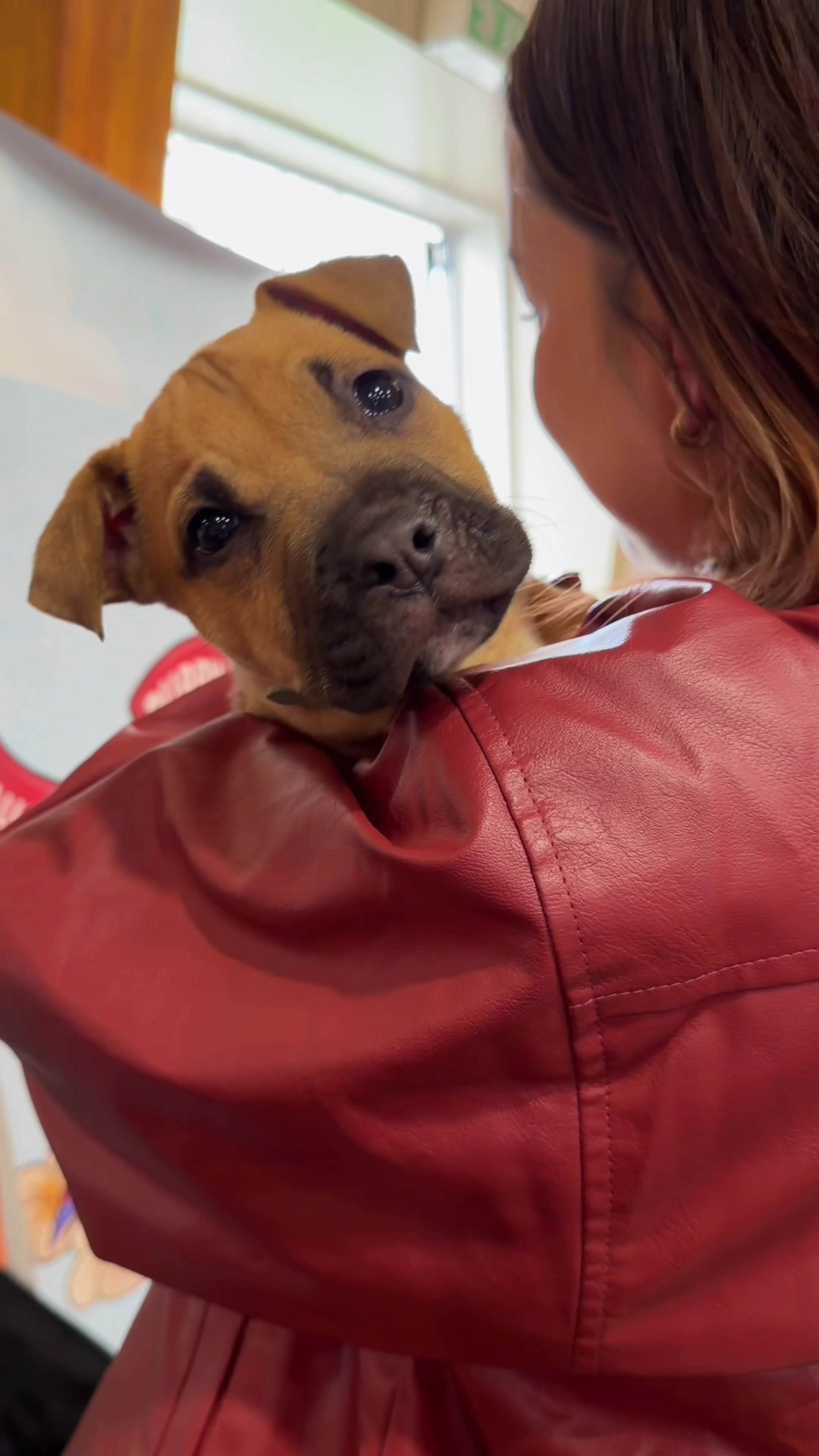 @Auckland Puppy Rescue