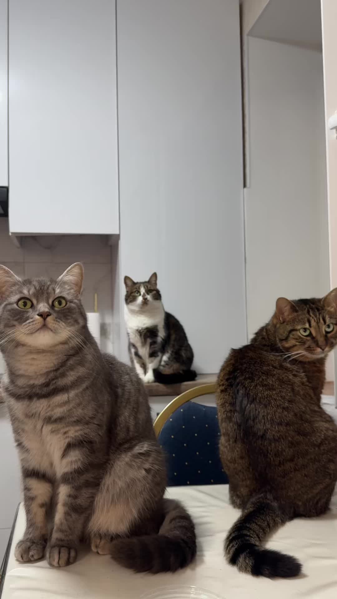 @Спасенные с улицы котики ❤️