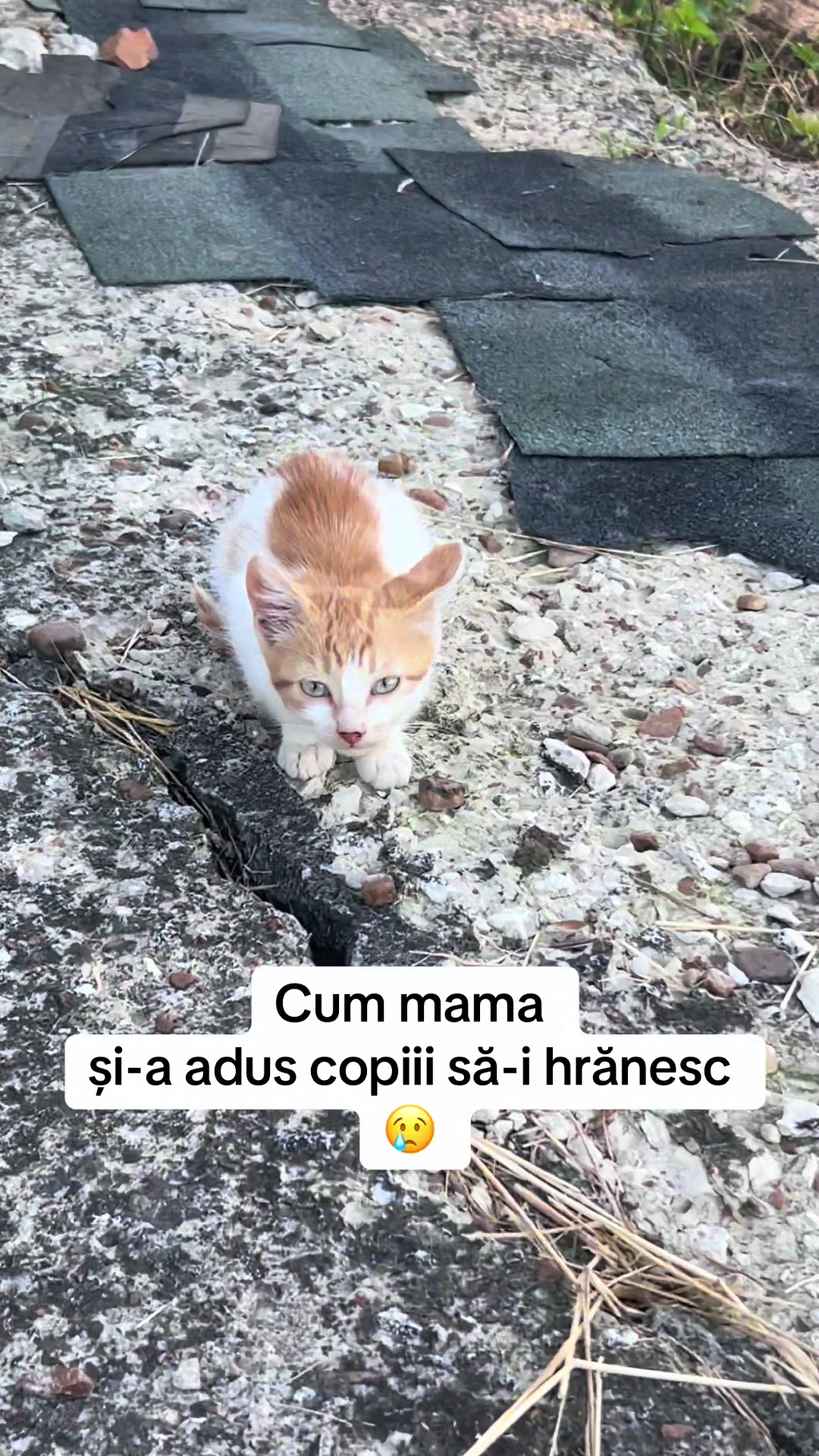 @Gaiceanu Vitalie