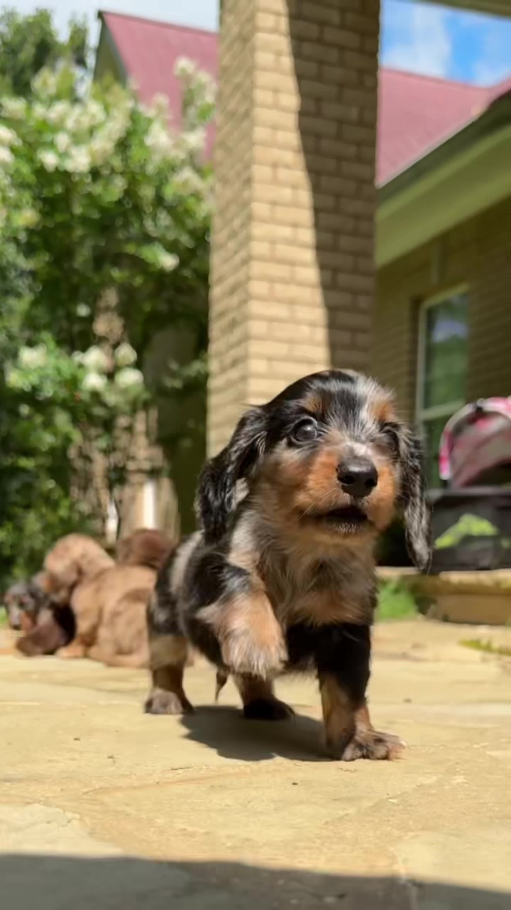 @Taylored Dachshunds