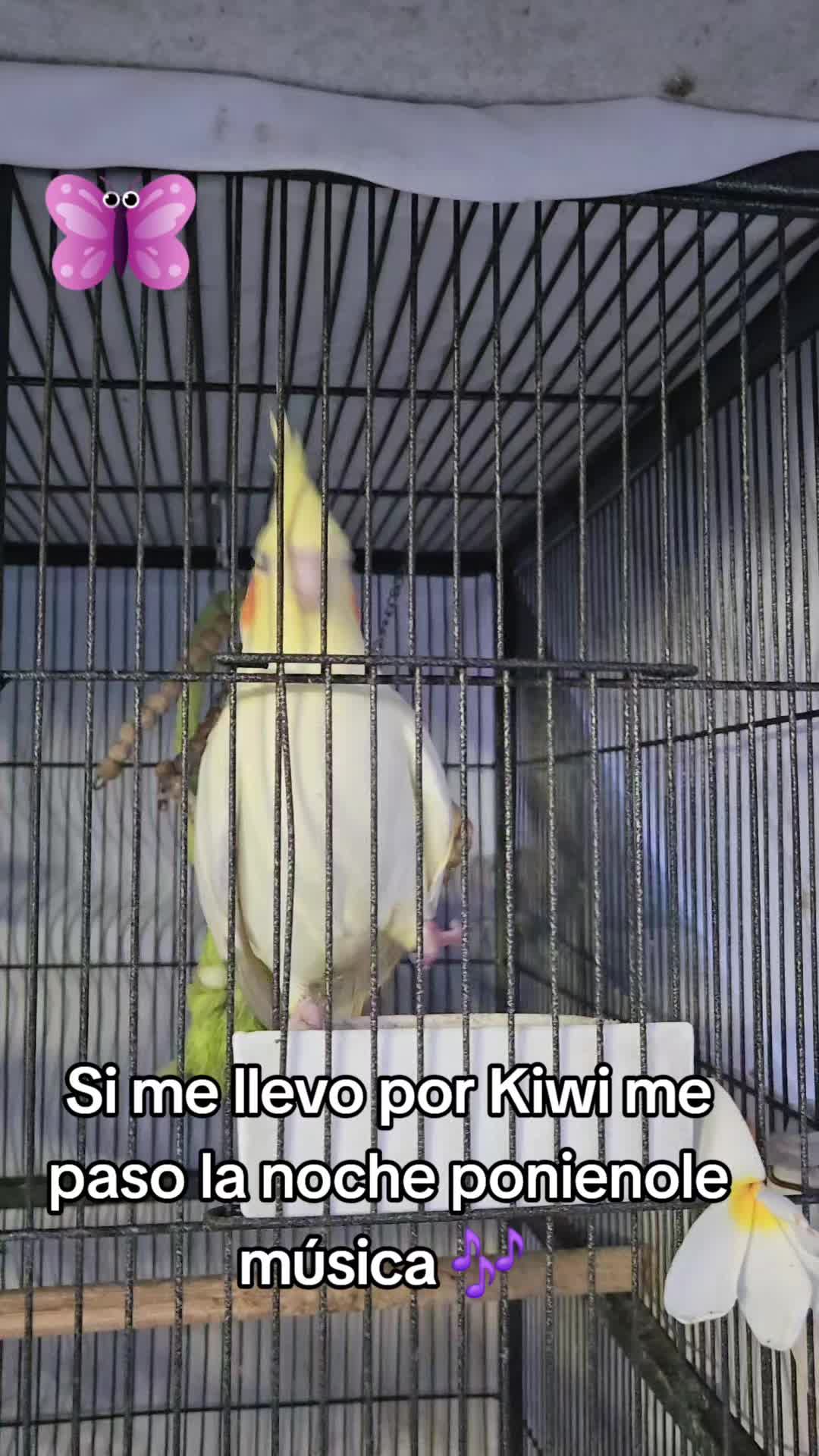 @Sueños de Mariposa 🦋