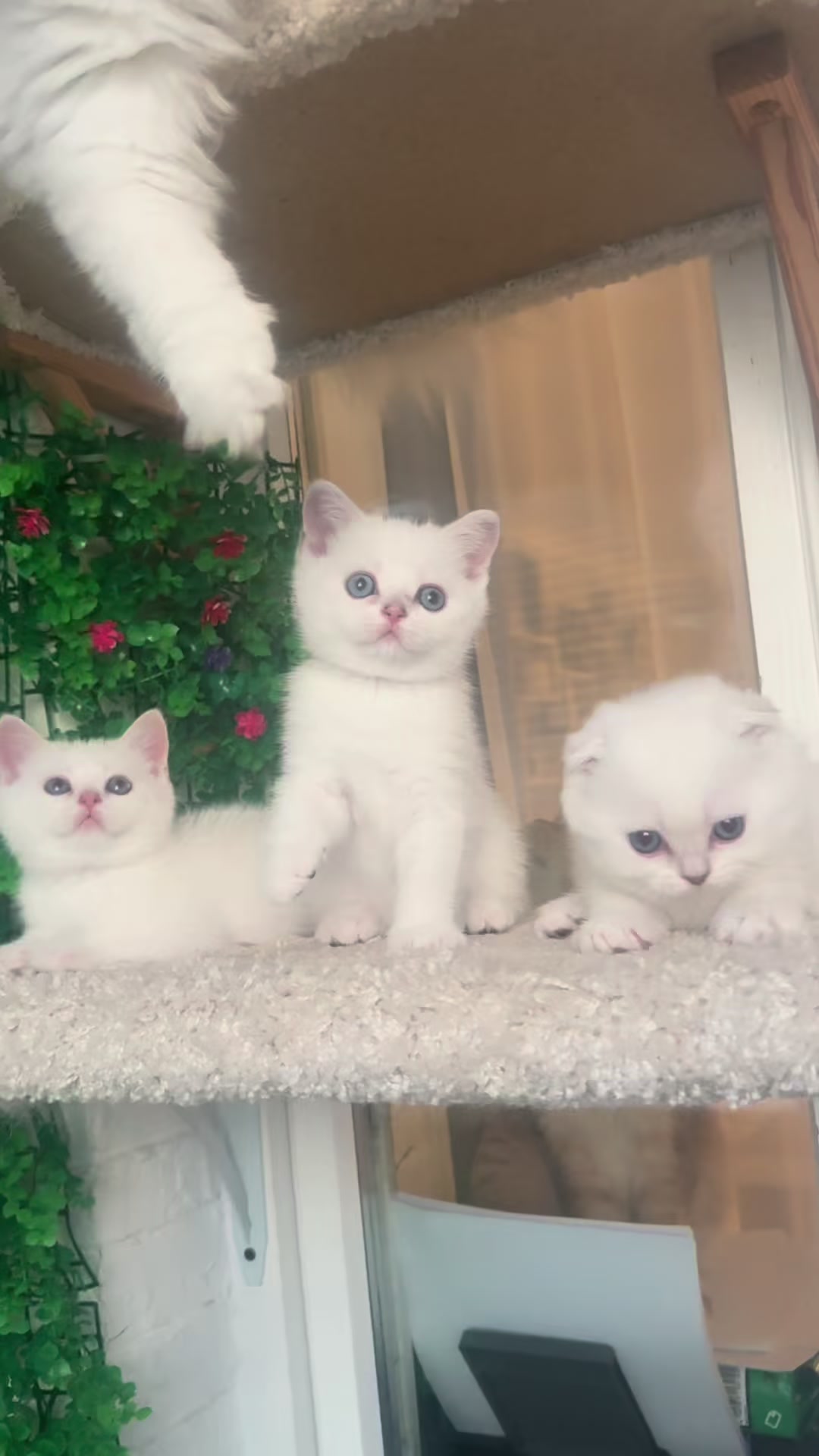 @swetlana_kittycat