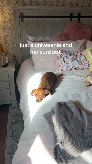 @🌻
