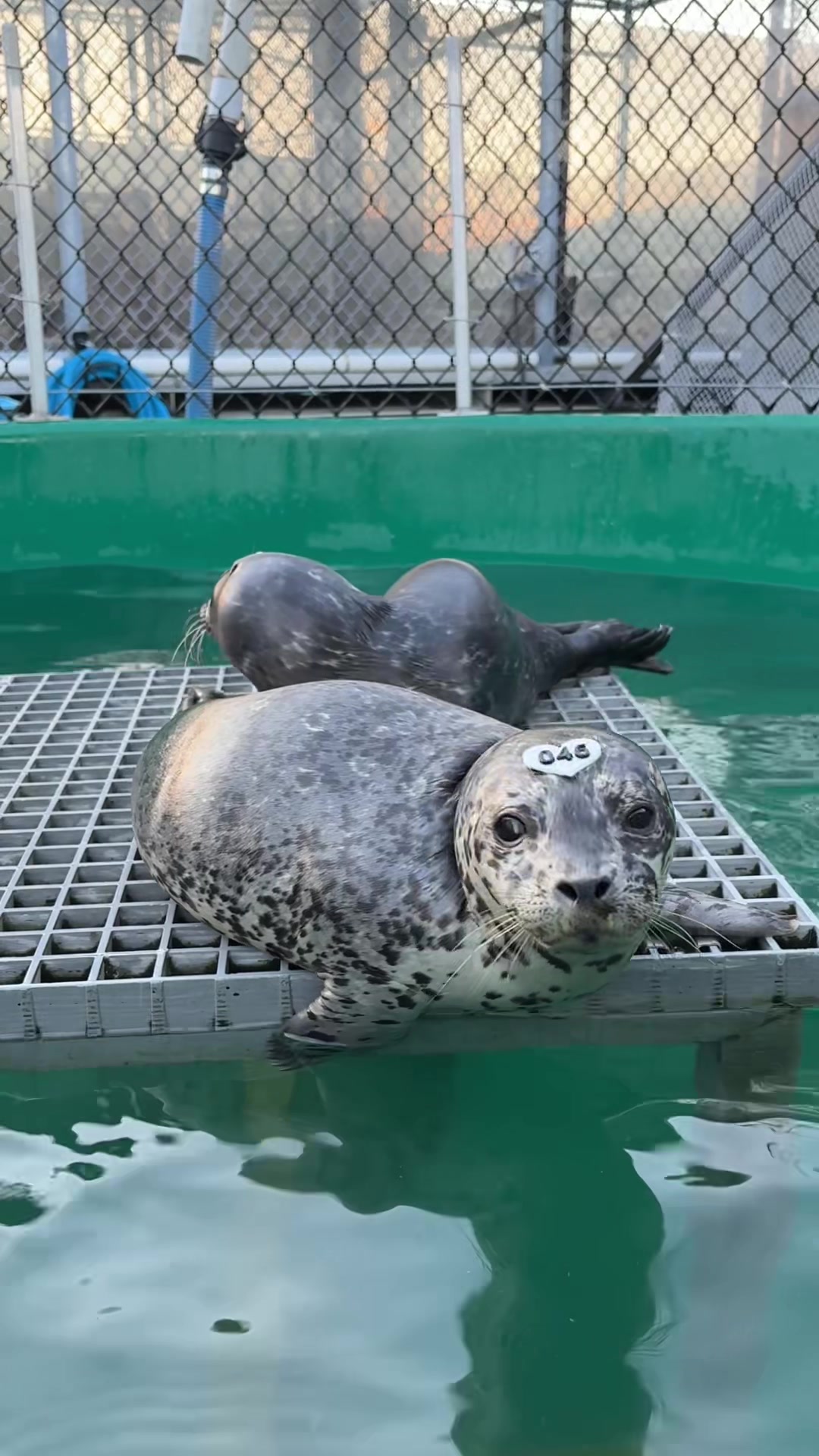 @Marine Mammal Rescue Society