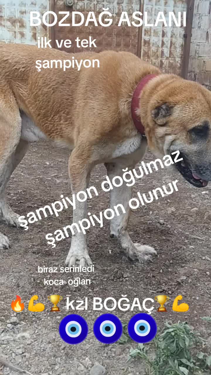 @Boz DAĞLI mmttnr Dev yarenleri
