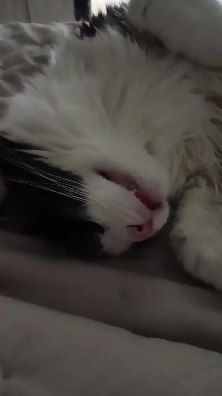 @cissarossato🍒😻
