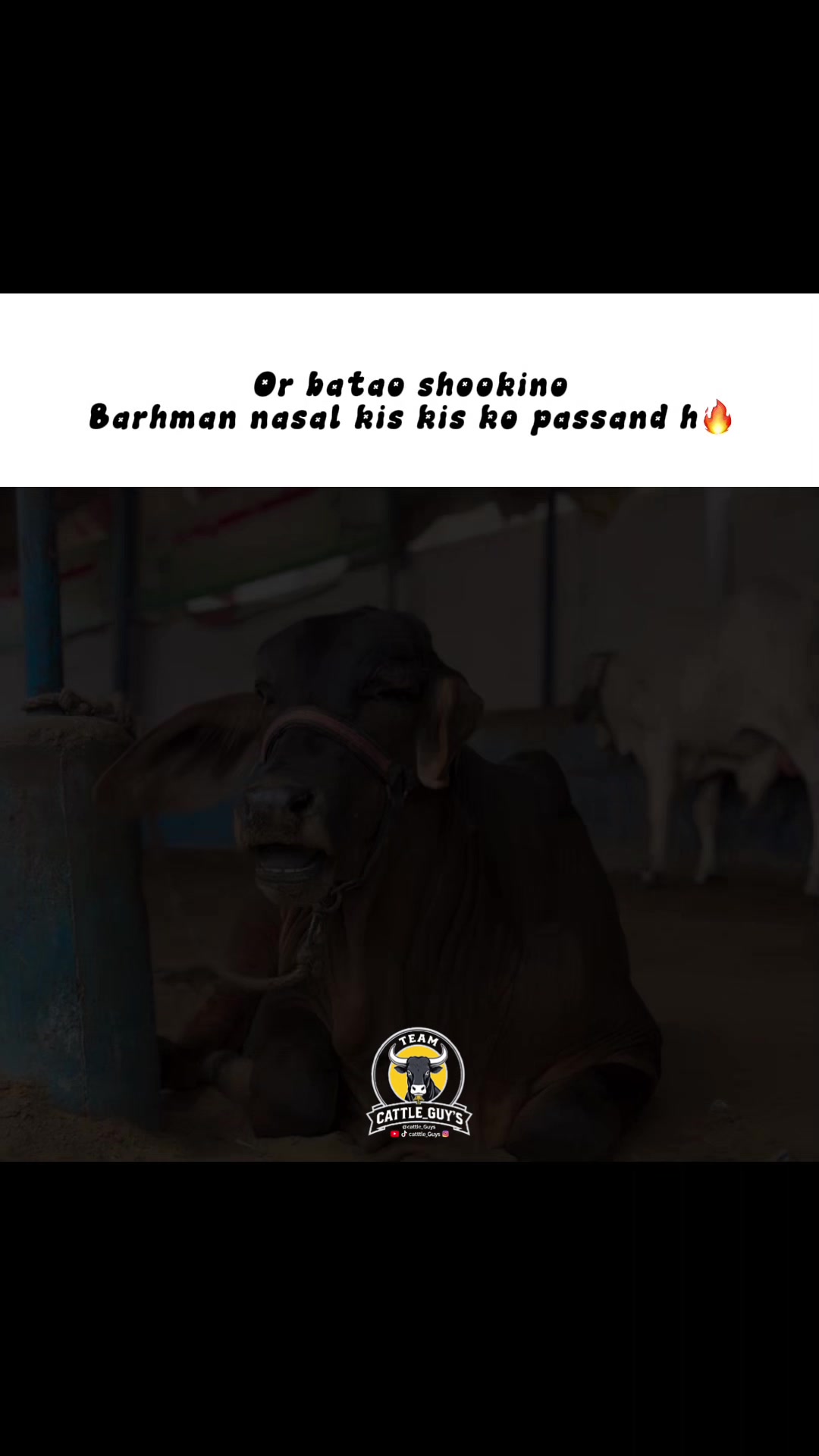 @Cattle_Guy&rsquo;s