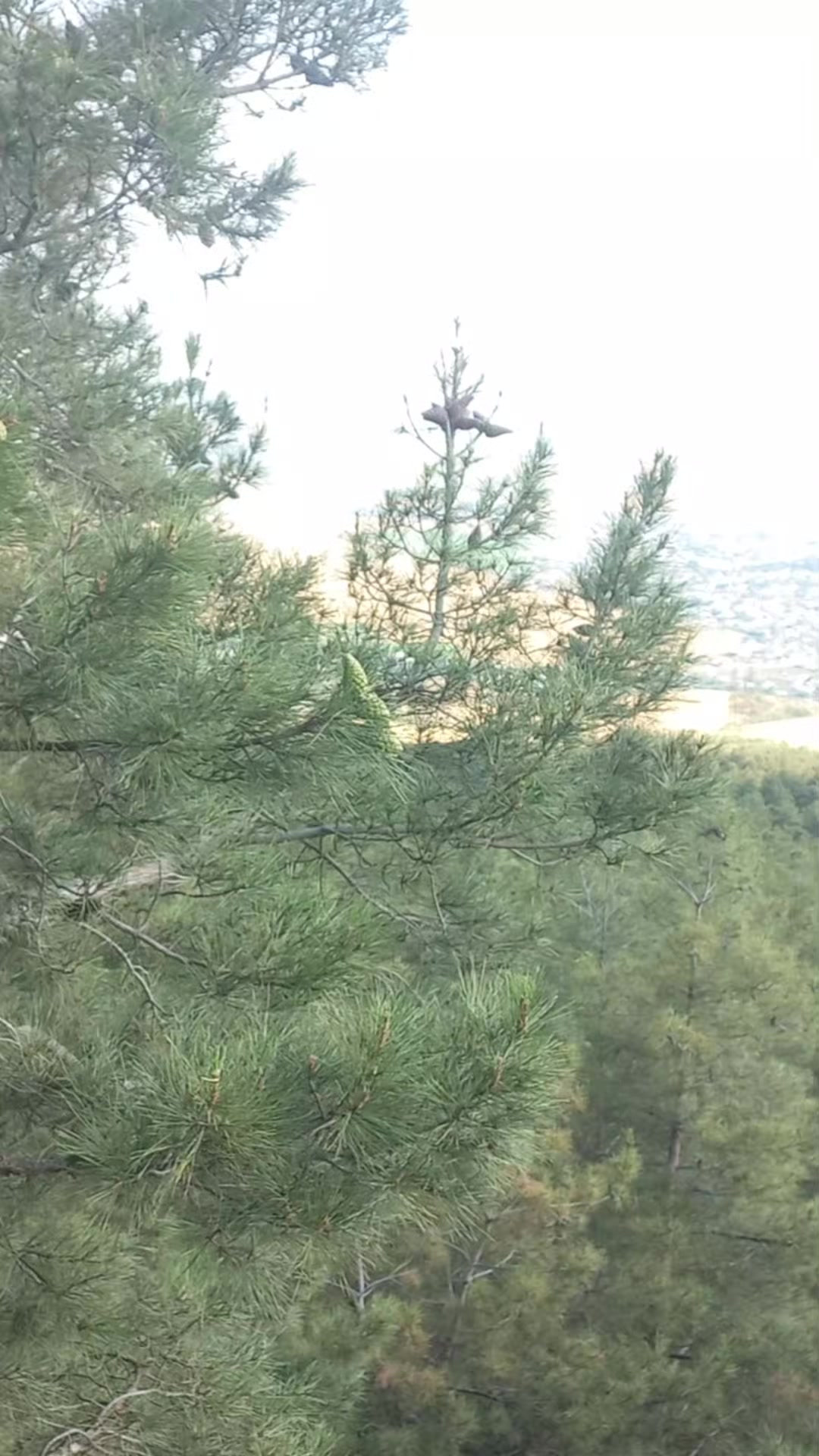 @🇦🇿