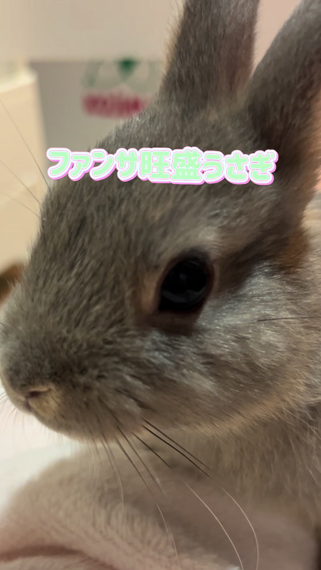 @メルナ🐰🌙2.5次元シンガー