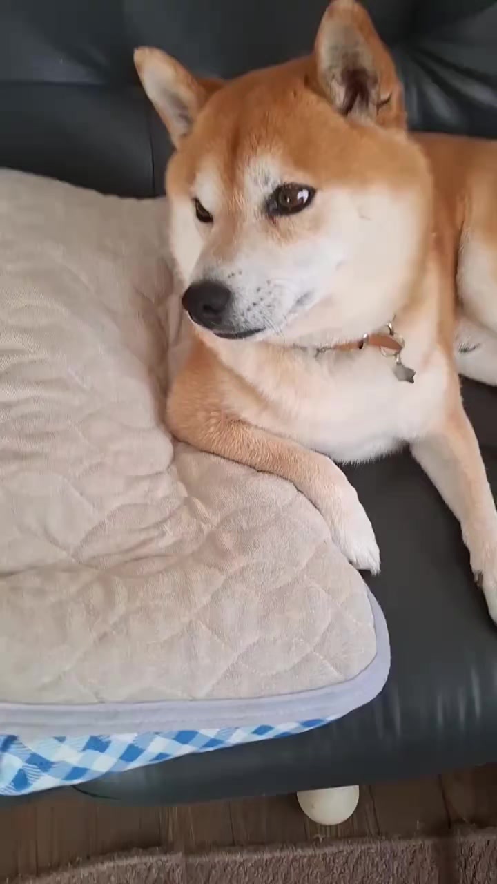 @柴犬リクママ