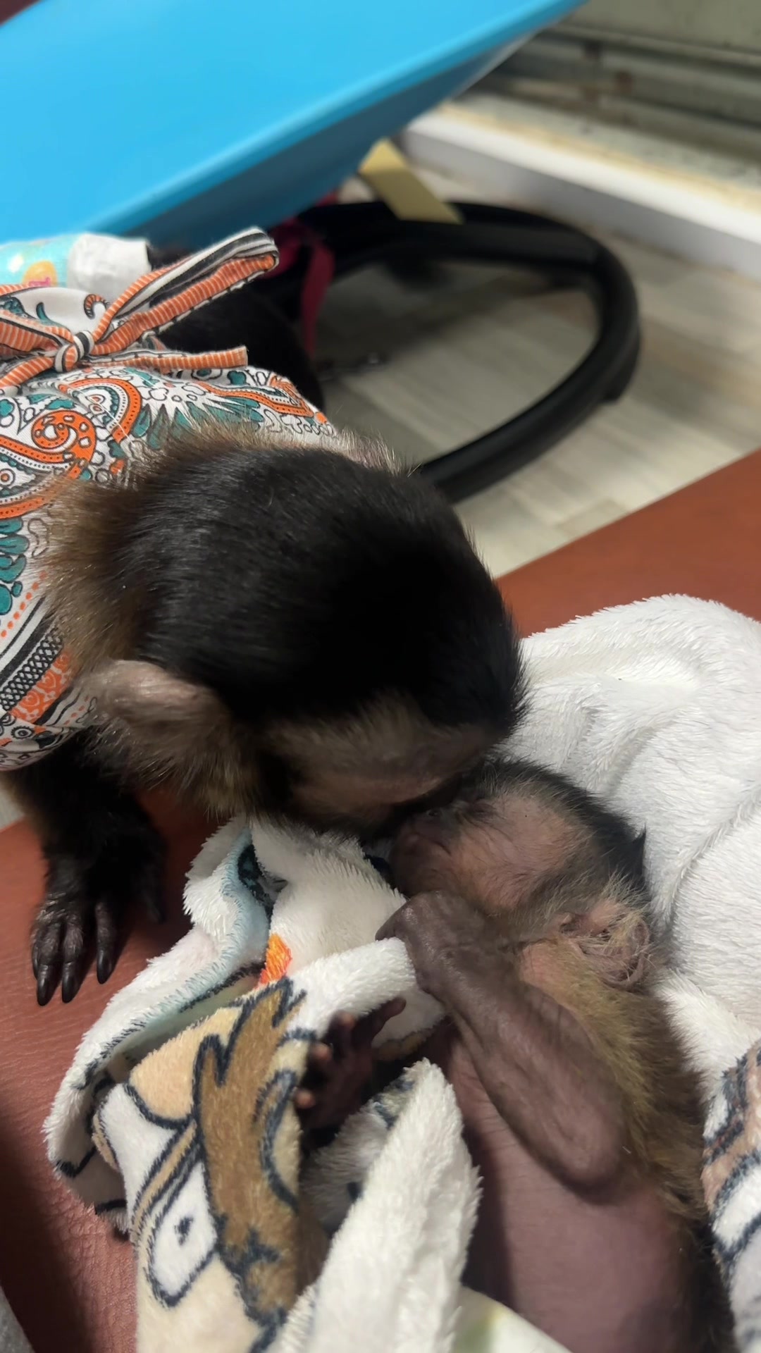 @Gutjang Capuchin