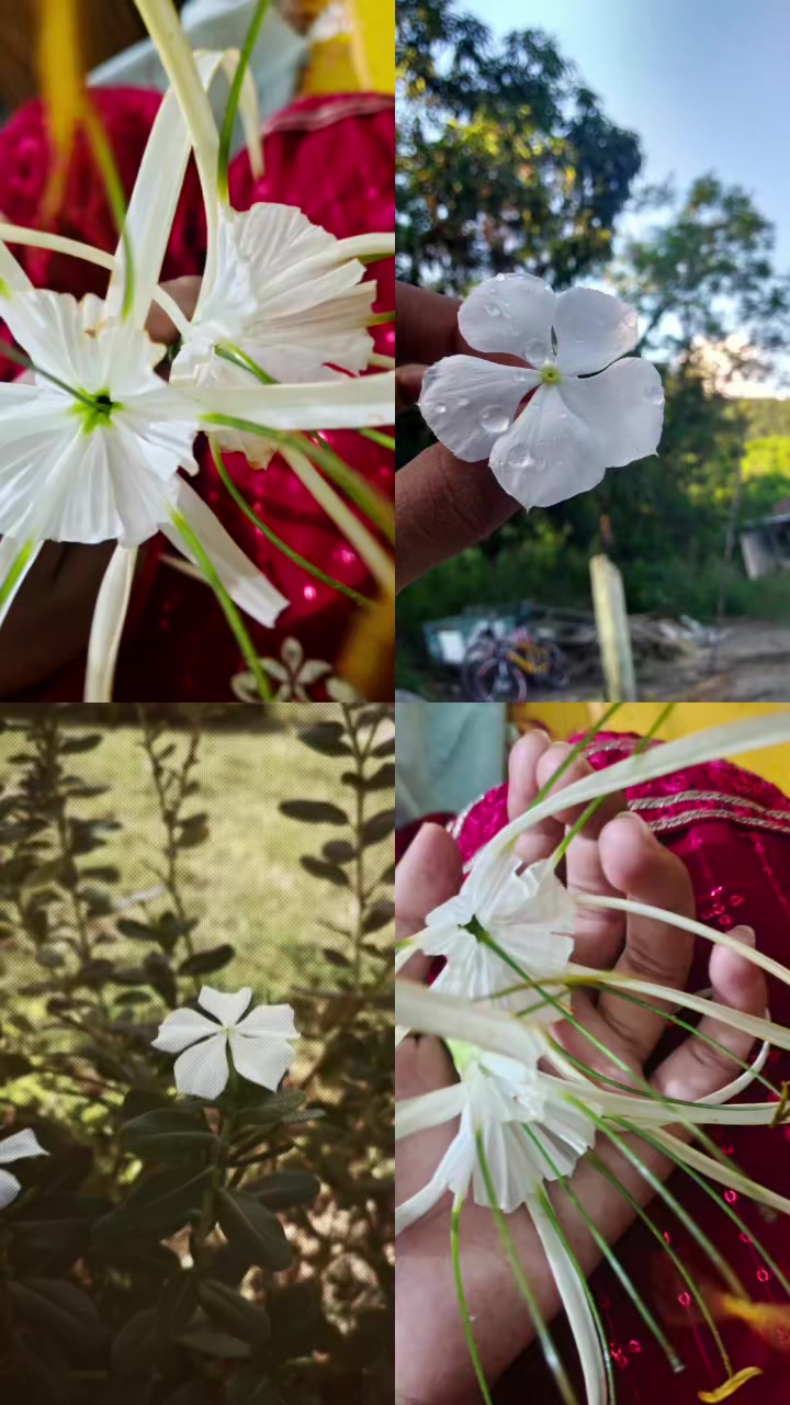 @🎀 বাচ্চা বউ🎀🤭