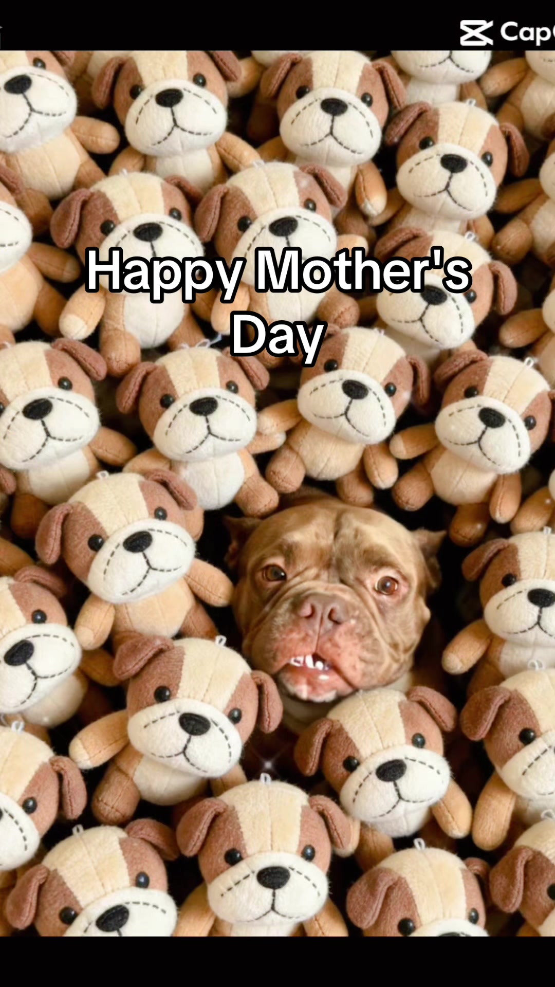 @Dog🐶Mama🐶Grandma