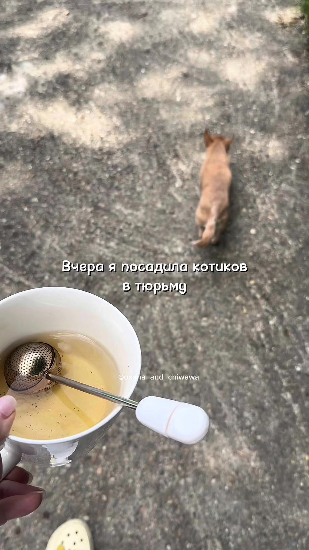 @Оксана & Чихуахуа Бонита