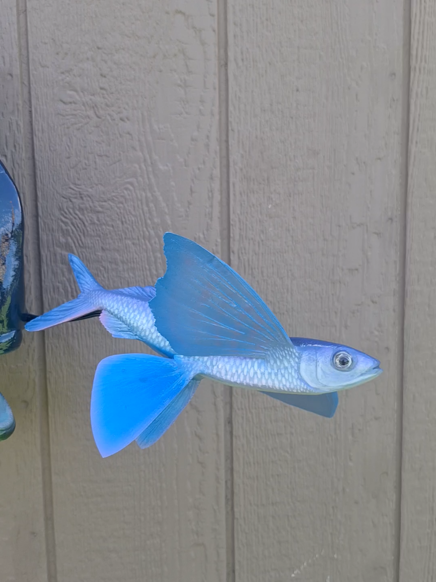 @SouthernScalesFishTaxi