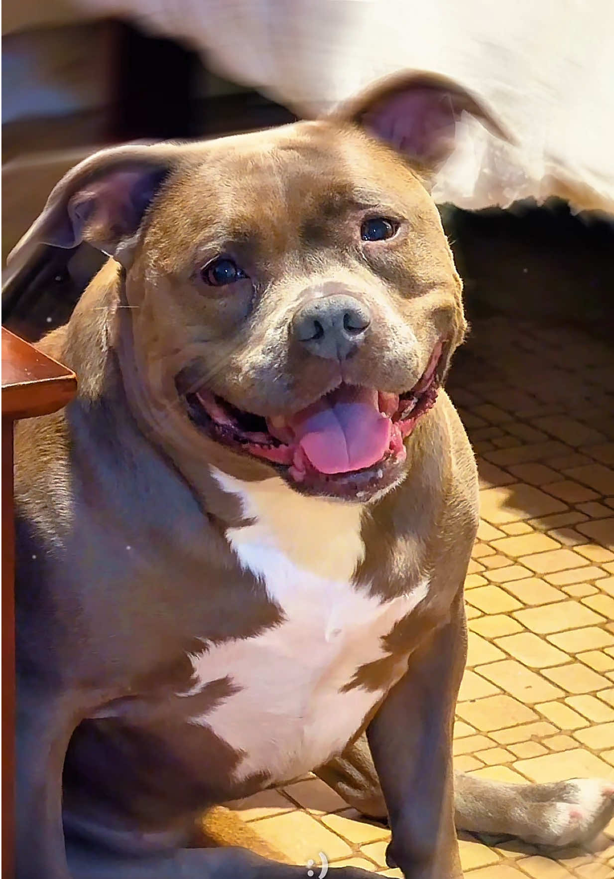 @IG: @lou.the.bully