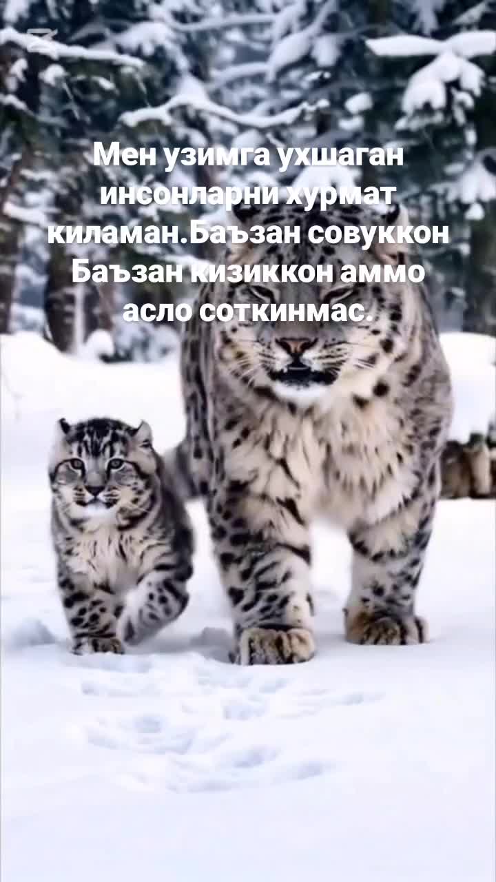 @Динара Хан Хан